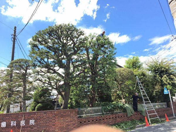 埼玉県上尾市　剪定作業